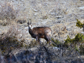 chamois-haute-alpes-de-provence-bouquetin-115.jpg