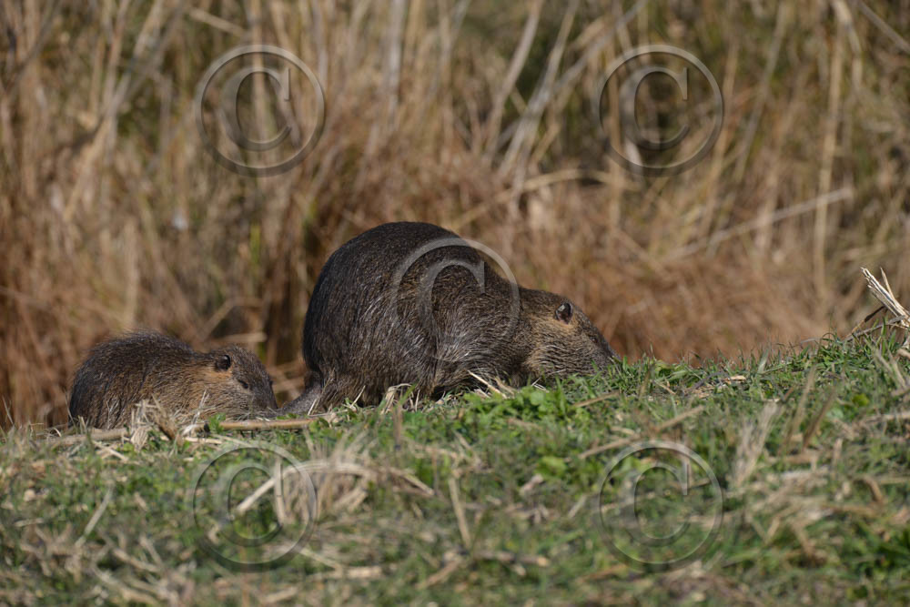 cam_2143-copie.jpg