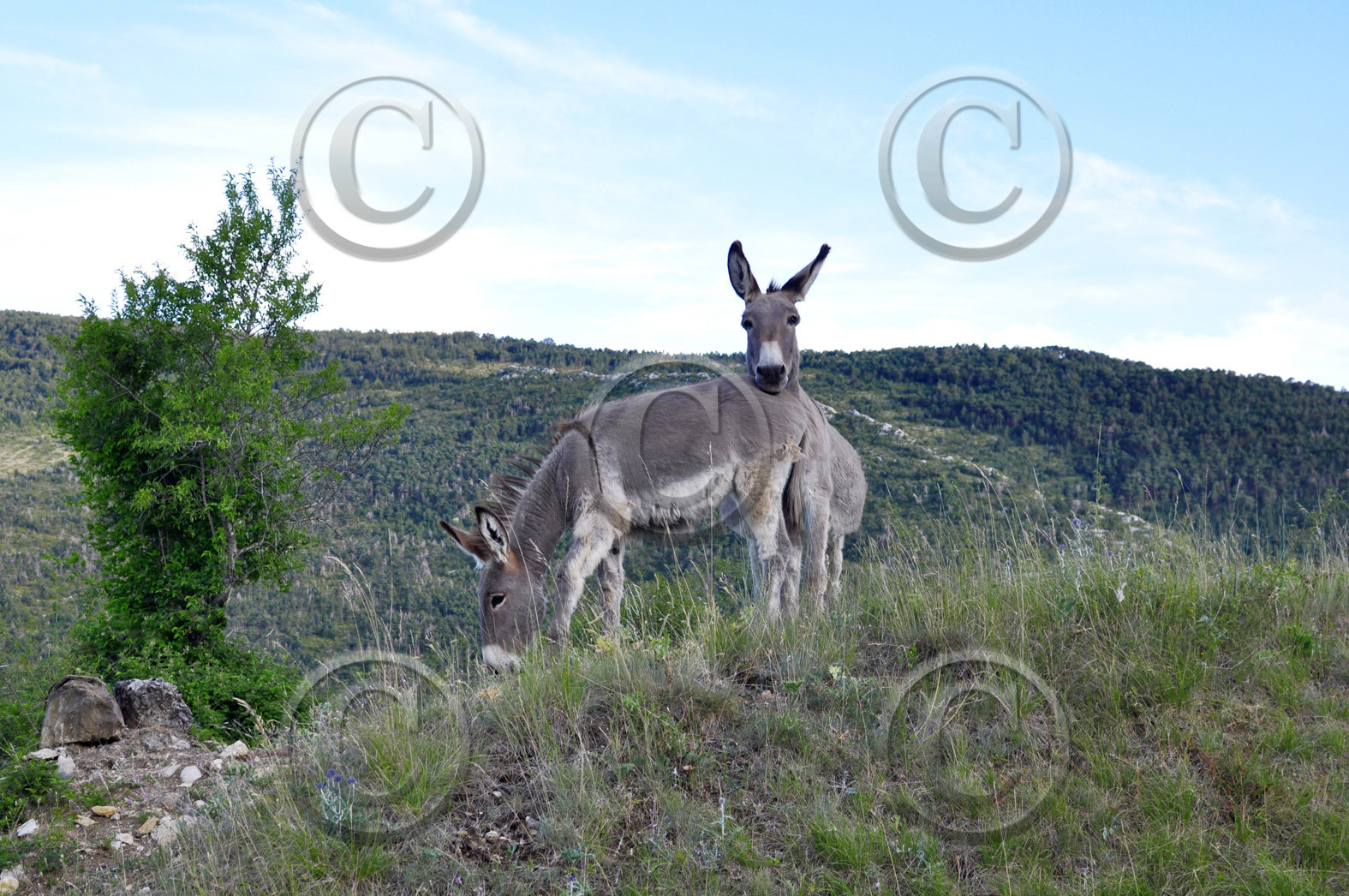 FAUNE & ANIMAUX