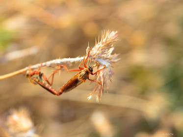 ref-faune-calanque-insecte-7486.jpg