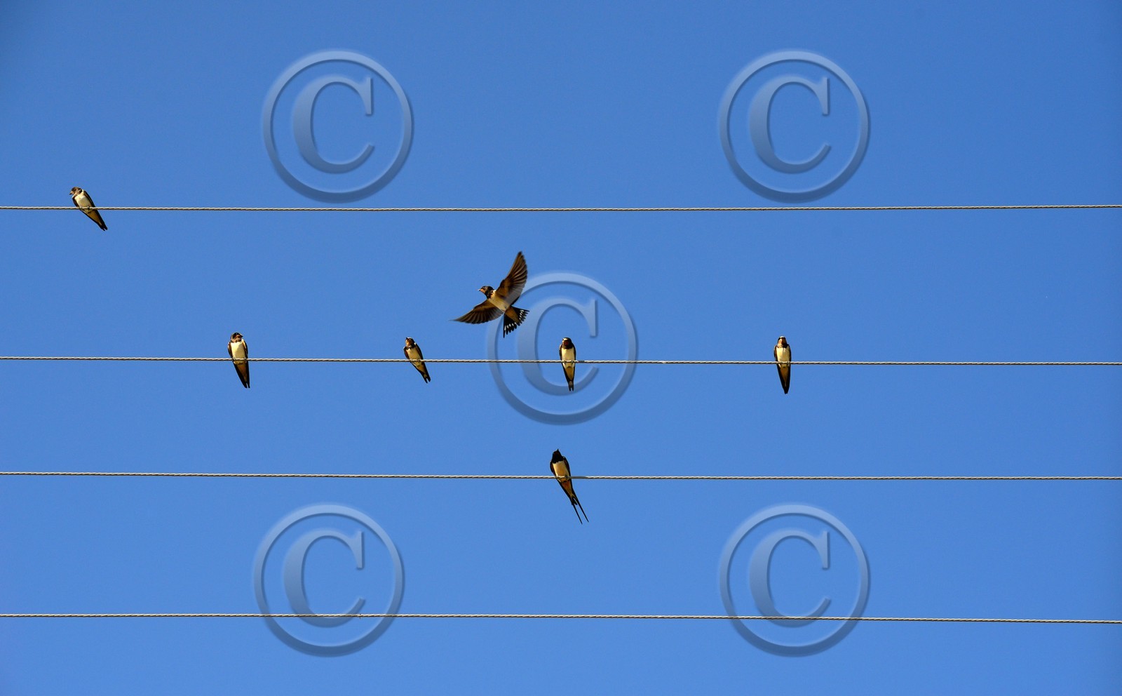 ref-625-hirondelle-lavande2-valensol-rull-214-copie.jpg