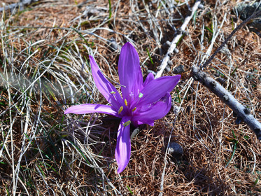 fleur-haute-alpes-de-provence-bouquetin-135.jpg