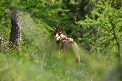 faune animaux montagne haute alpes ,queyras, mercantour,alpes de haute provence,alpes maritime