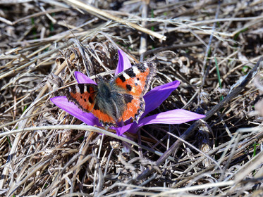 papillon-haute-alpes-de-provence-bouquetin-189.jpg
