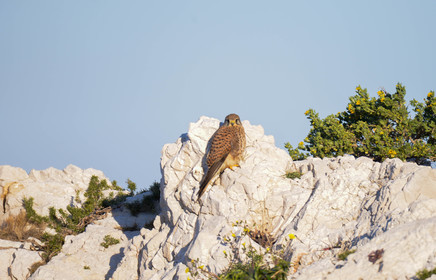 dsc_1618.jpg