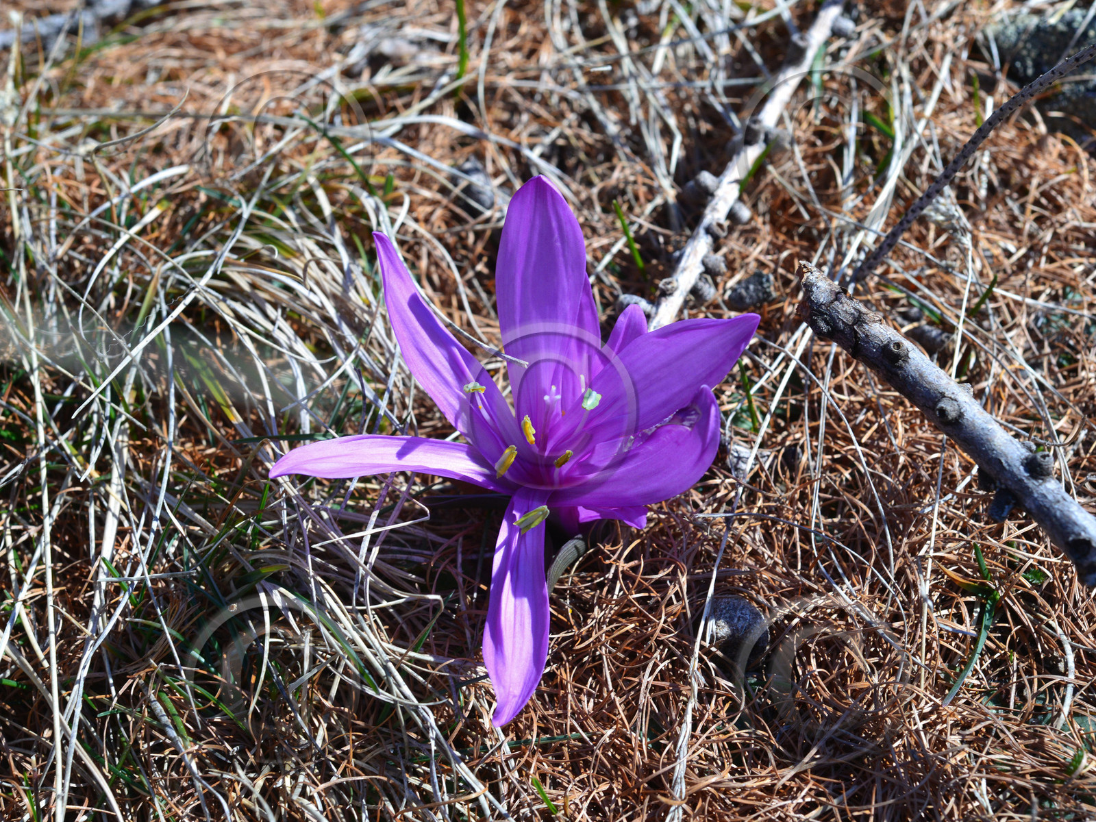 fleur-haute-alpes-de-provence-bouquetin-135.jpg