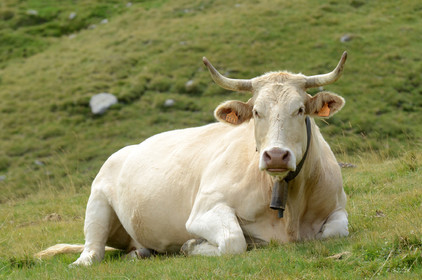 faune animaux montagne haute alpes ,queyras, mercantour,alpes de haute provence,alpes maritime