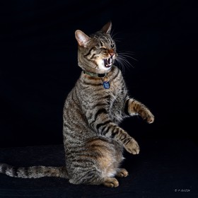 40x40chat-guizmo-4035.jpg