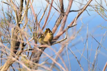 faune-calanque-oiseau-pinson-des-arbres-femelle-88.jpg