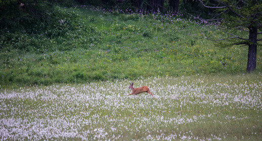 faune animaux montagne haute alpes ,queyras, mercantour,alpes de haute provence,alpes maritime