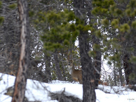 MISE A  JOUR  en cours