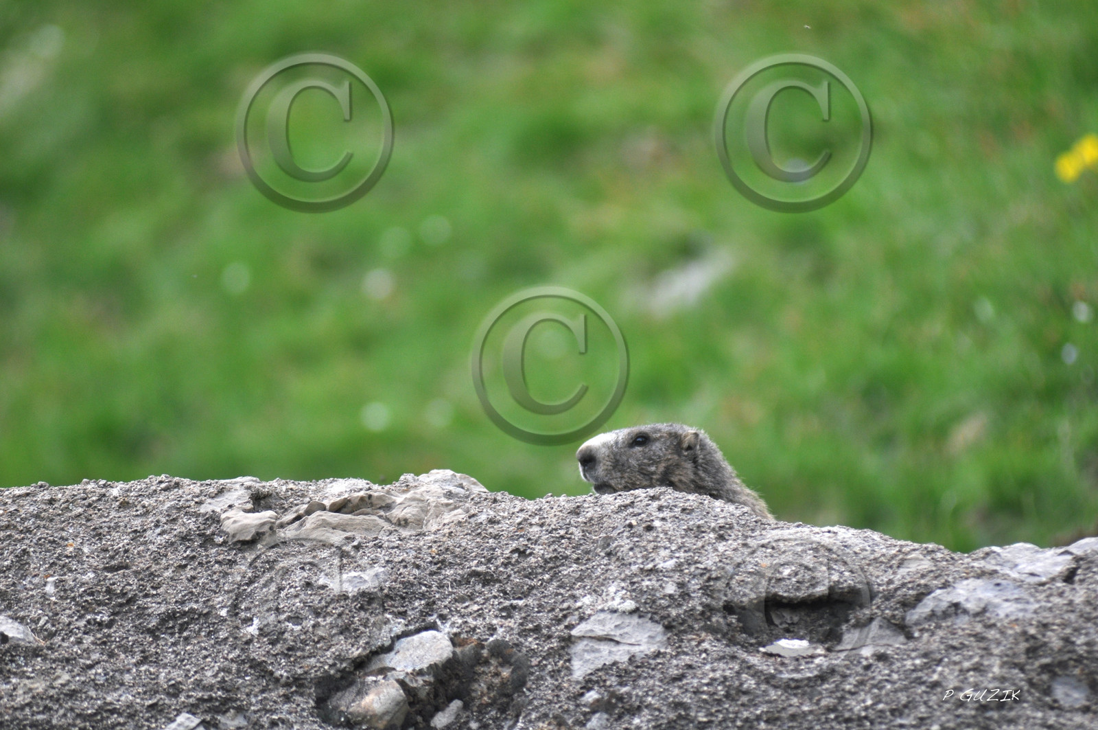faune-montagne-provence-marmotte-dsc_5923.jpg