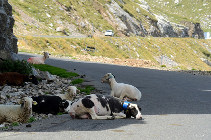 faune animaux montagne haute alpes ,queyras, mercantour,alpes de haute provence,alpes maritime