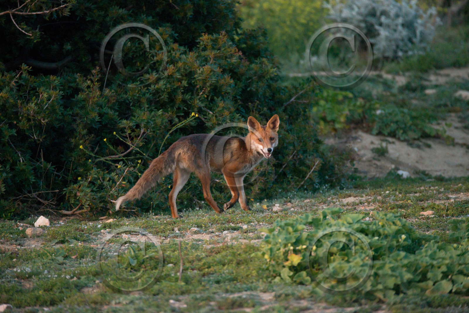 renard des calanques