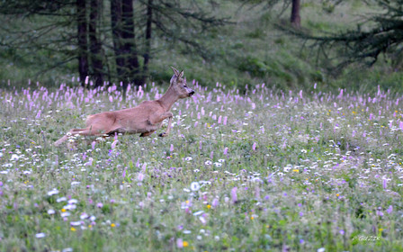 faune animaux montagne haute alpes ,queyras, mercantour,alpes de haute provence,alpes maritime