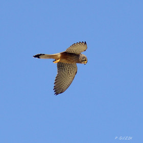 ref-faune-calanque-oiseau-faucon-6267.jpg
