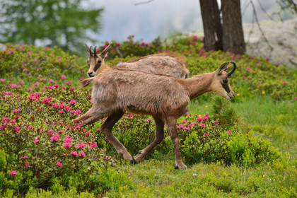FAUNE & ANIMAUX