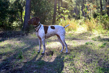 portrait-chien-9842.jpg