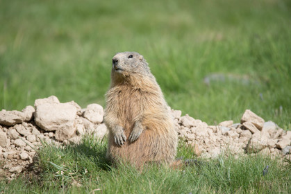faune animaux montagne haute alpes ,queyras, mercantour,alpes de haute provence,alpes maritime