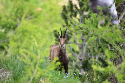faune animaux montagne haute alpes ,queyras, mercantour,alpes de haute provence,alpes maritime