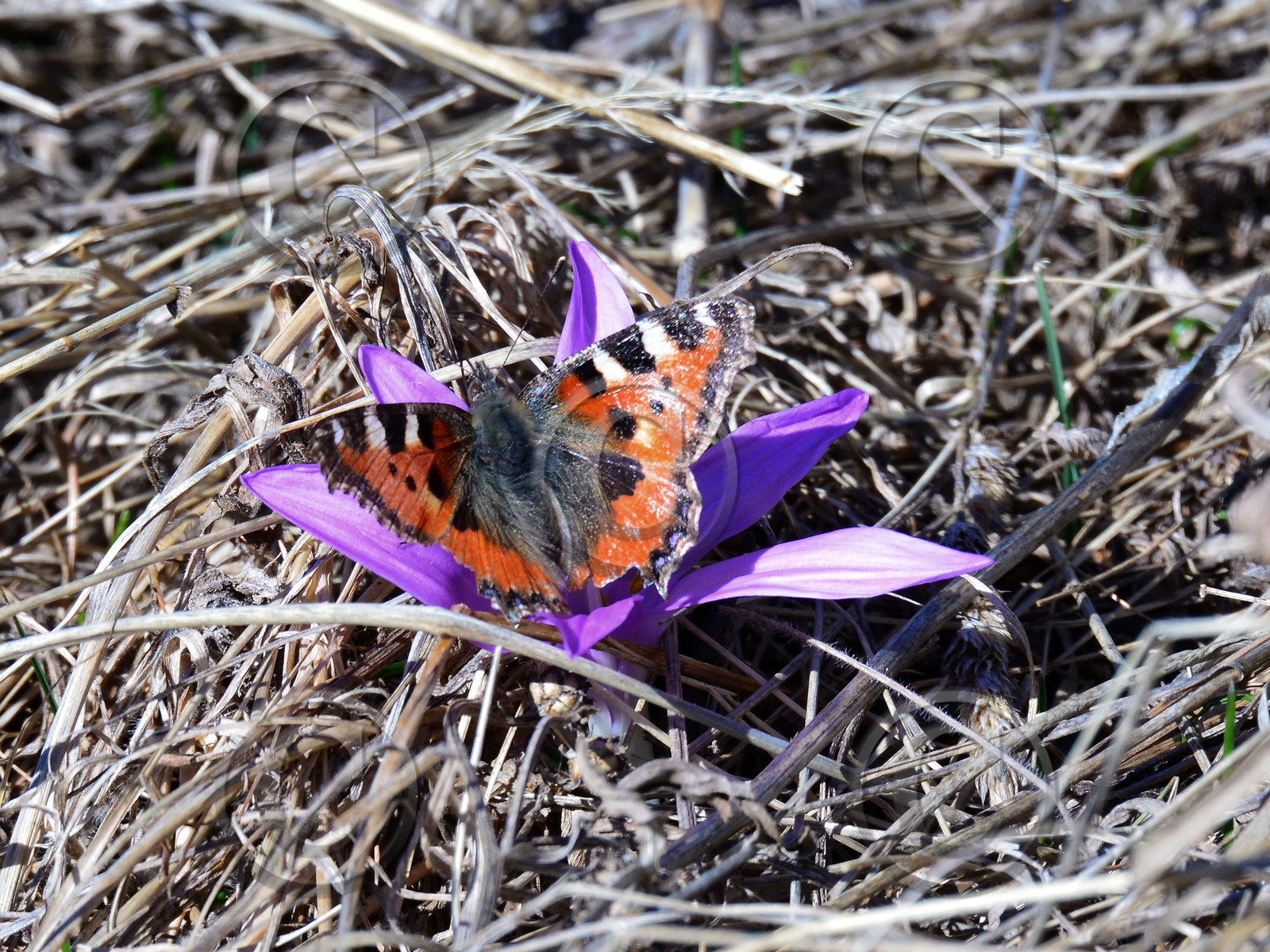 papillon-haute-alpes-de-provence-bouquetin-189.jpg