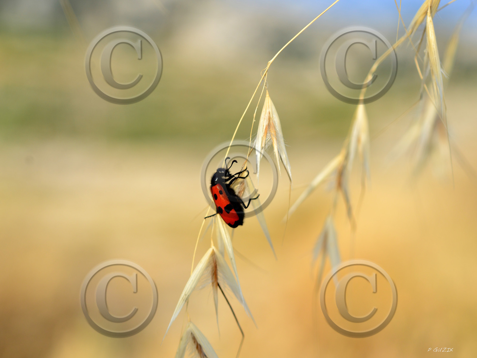 ref-faune-calanque-insecte-7494.jpg