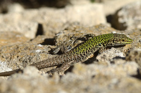 MISE A  JOUR  en cours