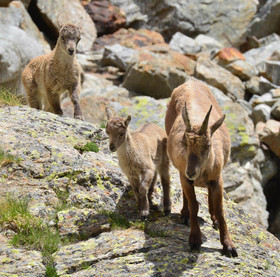 les petits grimpeurs