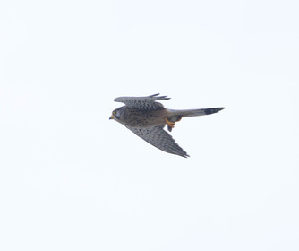 dsc_0920-2.jpg