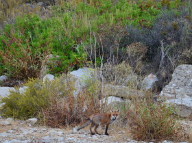 renard des calanques