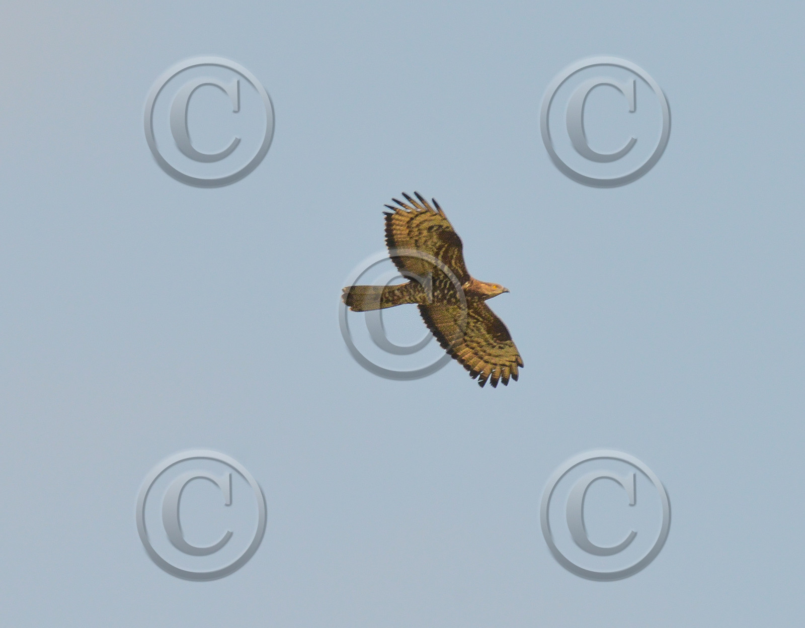 faune calanques