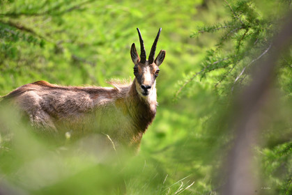 faune animaux montagne haute alpes ,queyras, mercantour,alpes de haute provence,alpes maritime