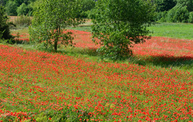 Photo de la sainte baume