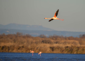 CAMARGUES HIVERS