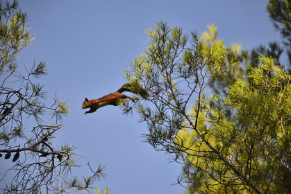 faune-calanques-copie.jpg