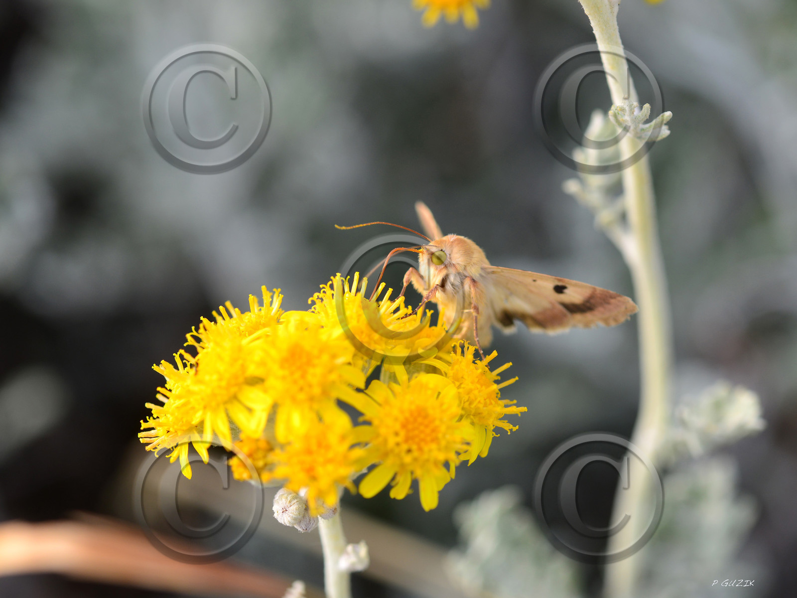 ref-faune-calanque-insecte-7453.jpg