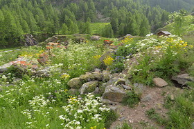 DANS LES ALPES DU SUD  , LE QUEYRAS