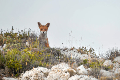 FAUNE & ANIMAUX