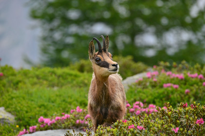 FAUNE & ANIMAUX