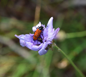 Photo de la sainte baume