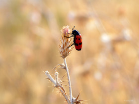 MISE A  JOUR  en cours