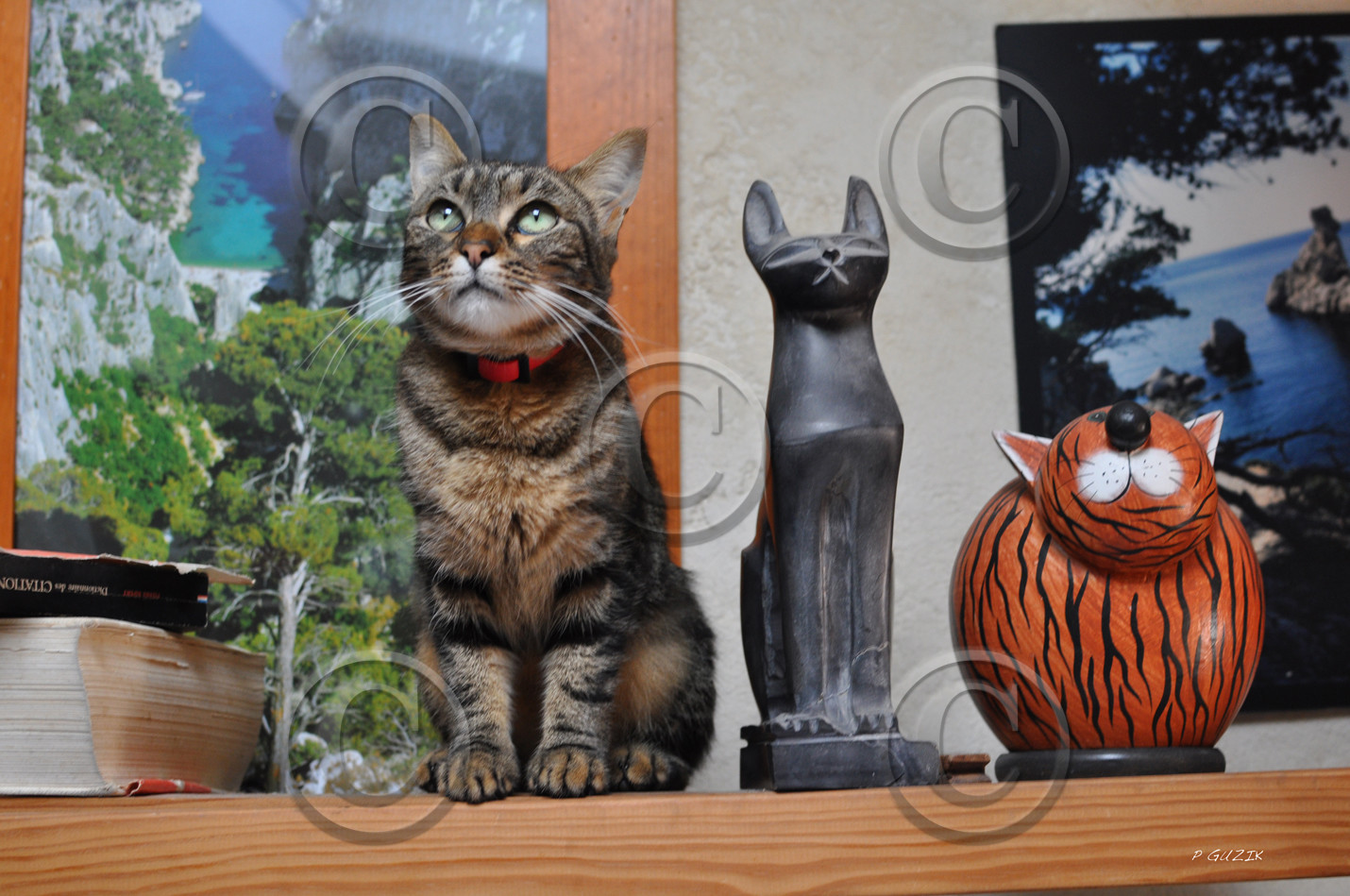 00000000000ref-tempete-chat-dsc_1716.jpg