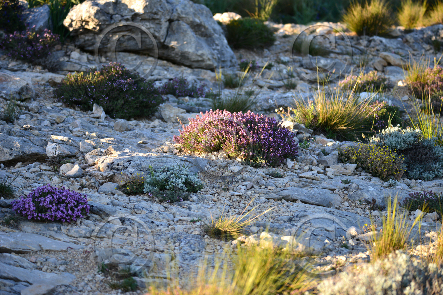 Photo de la sainte baume
