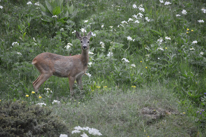 faune animaux montagne haute alpes ,queyras, mercantour,alpes de haute provence,alpes maritime