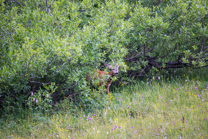faune animaux montagne haute alpes ,queyras, mercantour,alpes de haute provence,alpes maritime