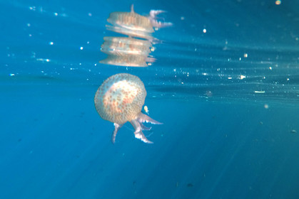 meduse