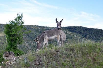 FAUNE & ANIMAUX