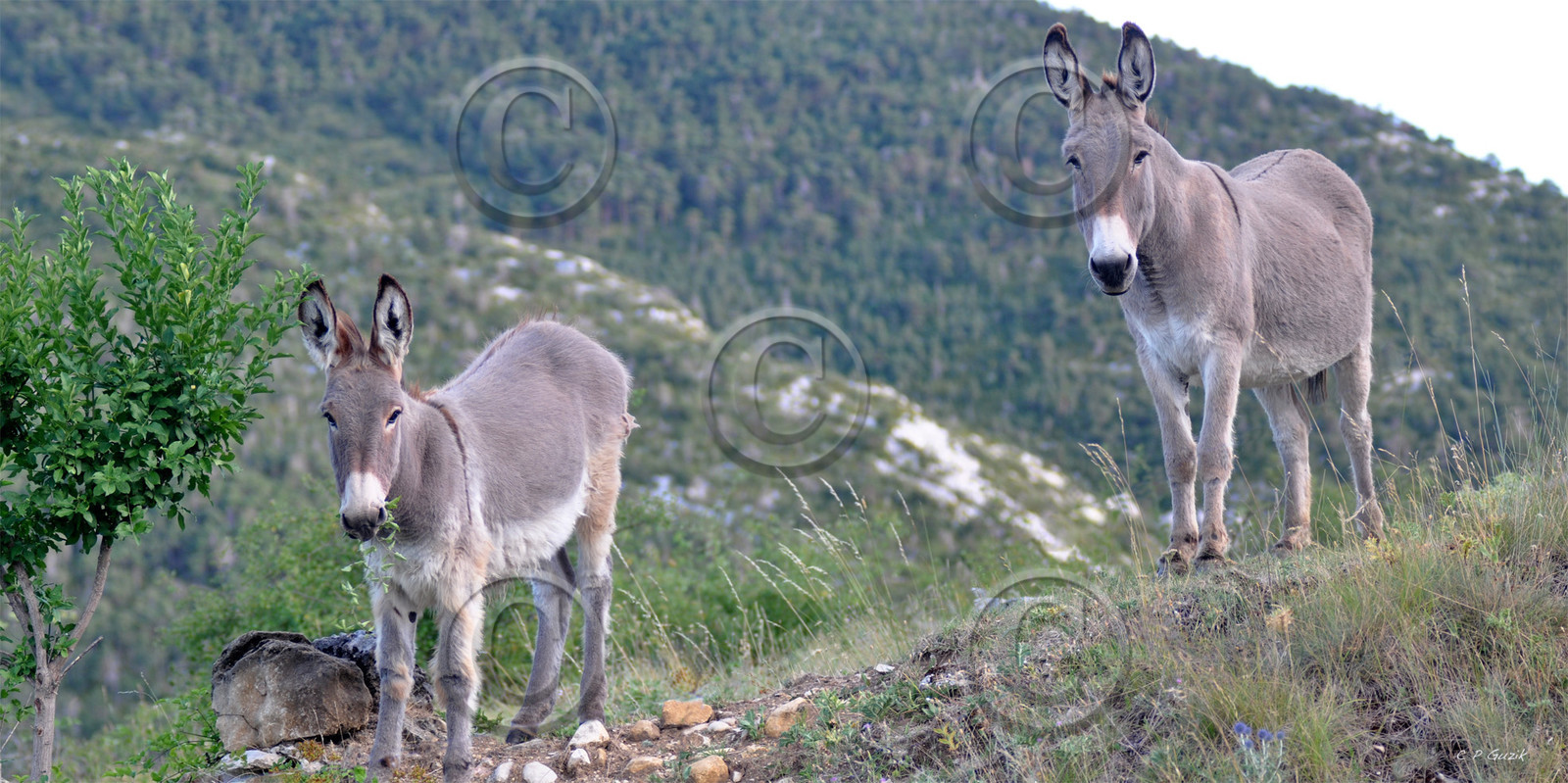 site-ref-100-118-animaux-les-deux-anes-25x50-50x100-.psd.jpg