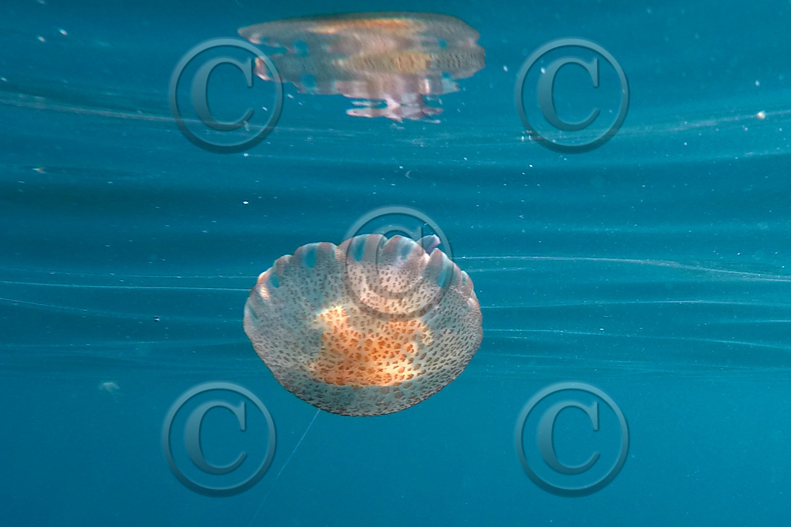 meduse