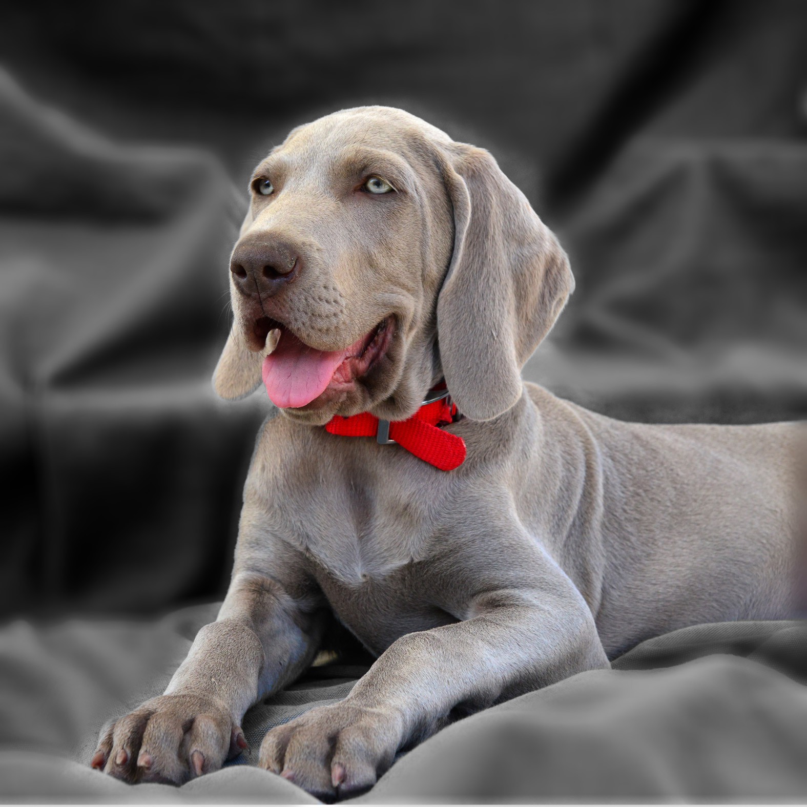 3chat-chien-karl-7050.jpg